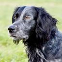 Blue Picardy Spaniel Hunting Dog: A Versatile Companion in the Field

The Blue Picardy Spaniel (Épagneul Bleu de Picardie) is a rare and highly capable hunting dog that has earned its reputation among seasoned hunters for its versatility, endurance, and gentle temperament. Originating in the wetlands of northern France, this breed is built for work and thrives in rugged terrain and adverse conditions. Whether you’re tracking upland game or retrieving waterfowl, the Blue Picardy Spaniel is a reliable partner.

🦆 Game Targets: What the Blue Picardy Spaniel Hunts

The Blue Picardy Spaniel is primarily used for:

• Waterfowl hunting: Ducks, geese, and other birds in marshy or wetland environments.
• Upland game: Pheasants, partridges, and grouse.
• Tracking wounded game: Thanks to its keen nose and calm demeanor, it excels in tracking and retrieving.

Unlike aggressive breeds, the Blue Picardy does not attack prey. It’s a soft-mouthed retriever, ideal for hunters who value precision and control over brute force.

🌍 Where You’ll Find Them in the Field

Though still relatively rare, the Blue Picardy Spaniel is most commonly found in:

• France: Especially in the Picardy region, where the breed originated.
• Canada: Particularly in Quebec, where the breed has gained a foothold among waterfowl hunters.
• Germany and Austria: Where some breeders have selected for enhanced tracking ability.
• United States: Slowly gaining recognition among niche hunting communities.

Their adaptability to both water and land makes them suitable for diverse hunting environments, from beet fields to open plains.

🧬 Breed Characteristics and Care

Physical Traits

• Size: Medium to large (22–24 inches tall, 45–60 lbs)
• Coat: Blue-grey speckled, water-repellent, medium-length with feathering
• Build: Muscular, athletic, and lean

Temperament Blue Picardy Spaniel

• Gentle and obedient
• Highly intelligent and trainable
• Affectionate and loyal to family

Care Tips

• Exercise: Minimum 60–120 minutes daily; jogging, swimming, and field work are ideal.
• Grooming: Weekly brushing, ear cleaning (to prevent infections), and nail trimming.
• Health: Generally robust but watch for hip dysplasia and ear infections.

This breed is not suited for apartment life unless it receives extensive daily exercise. It thrives with active owners who spend time outdoors.

🎯 Training for the Hunt

Early Conditioning

Start with basic obedience: sit, stay, come, heel. Use positive reinforcement—this breed responds best to praise and rewards.

Socialization

Expose puppies to:

• Different terrains
• Gunfire sounds
• Other dogs and people This builds confidence and reduces anxiety in the field.

Hunting-Specific Training

• Pointing: Encourage natural instincts with scent trails and feathered dummies.
• Retrieving: Use soft-mouthed fetch drills in water and land.
• Tracking: Practice with blood trails or scent pads to simulate wounded game.

Avoid harsh methods—this breed is sensitive and thrives on cooperation.

🏋️‍♂️ Field Exercises and Drills

To prepare your Blue Picardy Spaniel for real hunts:

• Swimming drills: Retrieve dummies from water to build endurance.
• Obstacle courses: Simulate marshes and dense cover.
• Scent games: Hide game-scented items for tracking practice.
• Long-range recall: Essential for off-leash control in open terrain.

These exercises not only sharpen hunting skills but also maintain the dog’s physical and mental health.

🐾 Unique Hunting Features

What sets the Blue Picardy Spaniel apart:

• Adaptability: Works solo or in packs, adjusts range based on terrain.
• Water proficiency: Bred for marshes, it’s a strong swimmer and fearless in cold water.
• Quiet demeanor: Doesn’t spook game; remains calm and focused.
• Stylish point: Upright and feline-like, often develops early in pups.

Its ability to flush, point, and retrieve makes it one of the most complete hunting dogs in its class.

🧼 Grooming and Seasonal Care

In addition to weekly brushing, consider:

• Tick checks after hunts in dense cover
• Ear drying after water work to prevent infections
• Coat trimming around paws and ears for hygiene

During winter hunts, their dense coat provides insulation, but paw balm and protective gear may be needed in icy conditions.

🐕 Breed Recognition and Rarity

The Blue Picardy Spaniel is recognized by:

• Société Centrale Canine (France)
• Fédération Cynologique Internationale
• Select clubs in Canada and Germany

It remains rare outside France and Quebec, making it a prized find for dedicated hunters.

Whether you’re a seasoned hunter or training your first field dog, the Blue Picardy Spaniel offers a rare blend of elegance, instinct, and loyalty. With proper care and training, it becomes not just a hunting partner—but a lifelong companion.