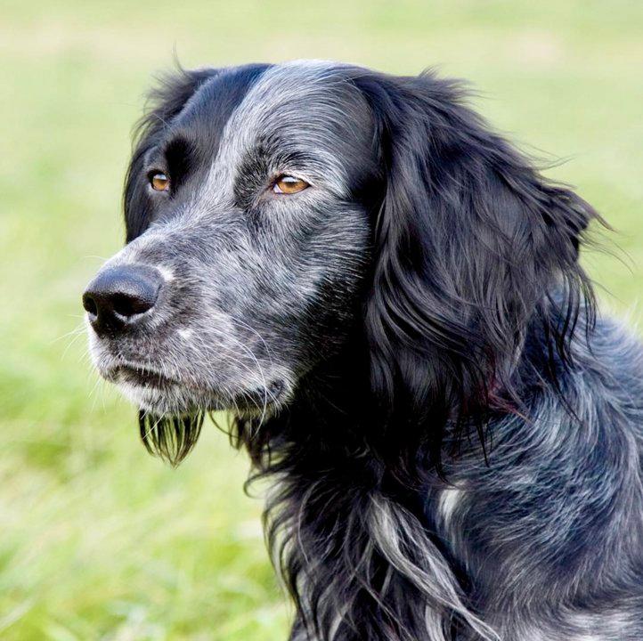 Blue Picardy Spaniel Hunting Dog: A Versatile Companion in the Field