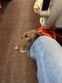 After a looong day of touring London, my service dog Jack was absolutely wrecked. Here he is in his slow demise on the train ride back to my daughter’s town. Going, going