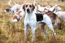 Anglický foxhound
Anglický foxhound má silné lovecké pudy, kterých se ani v běžném životě zbavit. S jinými zvířaty kromě psů vychází velmi špatně, protože v nich vidí kořist a má tendenci je lovit. Jeho úkolem a zároveň vášní je štvanice. Dokáže neúnavně běhat na velké vzdálenosti a ve spolupráci se všemi psy ve smečce lovené zvíře uštvat. Proto by měl být ve volném prostoru vždy na vodítku. Anglický foxhound je nenásilný, ale velmi nezávislý pes. Je zvyklý se samostatně rozhodovat a někdy bývá hodně tvrdohlavý. Foxhound rád, hodně a nahlas štěká. Na všechno, včetně nově příchozích, upozornit hlasitým štěkotem, což z něj dělá dobrého hlídače. Anglický foxhound je energický pes, který není vhodný pro každého. Potřebuje majitele, který si uvědomuje jeho specifika a dokáže vést správným způsobem. Nejvíce chovatelů tohoto plemene nejdeme v zemi jeho původu, kde se stále těší velké oblibě.