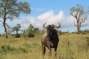 Hunting in Plateau: A Comprehensive Guide for Hunters – Exploring Opportunities, Challenges, and Conservation Efforts (PART 2)

Hunting Associations and Clubs: The Role o