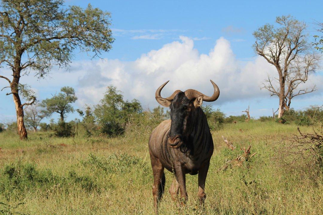 Hunting in Plateau: A Comprehensive Guide for Hunters – Exploring Opportunities, Challenges, and Conservation Efforts (PART 2)