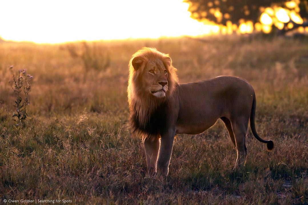 Hunting in Bubye Valley, Zimbabwe: Explore the Local Wildlife and Hunting Seasons of the Area