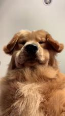 Golden Retriever, eller Golden Retriever, er en race af jagthunde udviklet i Storbritannien i det 19. århundrede.