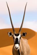 Portrait of a beautiful and striking gemsbok (also known as an Oryx).