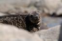 Åland Hunting: A Deep Dive into Wildlife, Laws, Demographics, Seasons, and Local Clubs 

The Åland Islands, an autonomous region of Finland, offer a distinctive hunting e