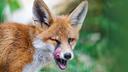 Fox
Foxes are small to medium-sized, omnivorous mammals belonging to several genera of the family Canidae. They have a flattened skull, upright, triangular ears, a pointed, slightly upturned snout, and a long bushy tail (or brush).

Twelve species belong to the monophyletic "true foxes" group of genus Vulpes. Approximately another 25 current or extinct species are always or sometimes called foxes; these foxes are either part of the paraphyletic group of the South American foxes, or of the outlying group, which consists of the bat-eared fox, gray fox, and island fox.

Foxes live on every continent except Antarctica. The most common and widespread species of fox is the red fox (Vulpes vulpes) with about 47 recognized subspecies. The global distribution of foxes, together with their widespread reputation for cunning, has contributed to their prominence in popular culture and folklore in many societies around the world. The hunting of foxes with packs of hounds, long an established pursuit in Europe, especially in the British Isles, was exported by European settlers to various parts of the New World.

Relationships with humans
Foxes are often considered pests or nuisance creatures for their opportunistic attacks on poultry and other small livestock. Fox attacks on humans are not common. Many foxes adapt well to human environments, with several species classified as "resident urban carnivores" for their ability to sustain populations entirely within urban boundaries. Foxes in urban areas can live longer and can have smaller litter sizes than foxes in non-urban areas. Urban foxes are ubiquitous in Europe, where they show altered behaviors compared to non-urban foxes, including increased population density, smaller territory, and pack foraging. Foxes have been introduced in numerous locations, with varying effects on indigenous flora and fauna.

In some countries, foxes are major predators of rabbits and hens. Population oscillations of these two species were the first nonlinear oscillation studied and led to the derivation of the Lotka–Volterra equation.
Fox hunting
Main article: Fox hunting
Fox hunting originated in the United Kingdom in the 16th century. Hunting with dogs is now banned in the United Kingdom, though hunting without dogs is still permitted. Red foxes were introduced into Australia in the early 19th century for sport, and have since become widespread through much of the country. They have caused population decline among many native species and prey on livestock, especially new lambs. Fox hunting is practiced as recreation in several other countries including Canada, France, Ireland, Italy, Russia, United States and Australia.