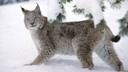 Lynx hunting requires careful preparation
If you intend to go lynx hunting, you should start tracking lynx movements immediately after the first snowfall. This way the hunters can find out the number of lynxes in the area and the structure of the population. A keen eye is needed in deciphering lynx tracks, as the lynx likes to take advantage of hard pathways formed on the snow during soft snow season.

In lynx hunting one hunter acts as a beater chasing the animal towards the shooters, or you can use a dog. Dog breeds that like to go after foxes will usually also eagerly chase lynxes. Big game dogs with pointed ears are also well suited for lynx hunting. A shotgun loaded with 4 mm shot is a good weapon for the purpose. A snow suit allows a shooter to better blend in with the wintry landscape.

The lynx has excellent hearing. One should always remember this during a hunt. The shooters must remain as quiet as possible as they lie in wait. The lynx picks up gun loading sounds, the creaking of snow underfoot or the crackle of a walkie-talkie from far away.

Lynxes are located based on their tracks, and stands are placed on presumed lynx pathways. A fast dog can sometimes chase a lynx up a tree. When a lynx has been alerted and is on the move, it likes to use the tracks of other animals to escape – it might even circle behind the beater and take advantage of his or her ski tracks. Careful consideration is required from a still-hunter when they spot a lynx.