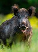 Африканская чума свиней (АЧС, лат. Pestis africana suum), или африканская лихорадка, восточноафриканская чума, болезнь Монтгомери, — инфекционная болезнь, экономически и социально важная для любых стран, где выращивают домашних свиней и где обитают дикие кабаны

Высокая интенсивность трансграничных передвижений людей, животных и продуктов питания животного происхождения привела к тому, что вирусы намного быстрее стали распространяться. К последним можно отнести и вирус африканской чумы свиней.

Самоподдерживающийся цикл
Вирус АЧС впервые появился в Грузии в 2007 году и в том же году был занесен на территорию Российской Федерации.
До настоящего времени острота проблемы распространения АЧС подтверждается ежегодными вспышками данного заболевания как на фермах домашних свиней, так и в популяциях диких кабанов. Циркуляция вируса АЧС в природных экосистемах превратилась в самоподдерживающийся эпидемиологический цикл.

Эндемично для диких кабанов
В настоящее время это заболевание является эндемичным среди популяций диких кабанов во многих странах, поэтому вирус продолжает расширять свой ареал.

Самая большая опасность данного заболевания состоит в том, что вакцины и методов лечения не существует. Все свинопоголовье, куда попадает вирус, погибает.

Возбудитель
Африканскую чуму свиней вызывает ДНК‑содержащий вирус, очень опасный и высококонтагиозный, с летальностью до 70–100%, причем воздействующий лишь на представителей семейства свиных. В естес­твенных условиях к болезни восприимчивы только дикие и домашние свиньи всех пород и любого возраста.

Источником инфекции служат больные и переболевшие домашние и дикие свиньи-­вирусоносители. У большинства переболевших животных вирусоносительство практически пожизненное

Переносчики, пути и факторы
Первоначально считалось, что единственными носителями вируса АЧС являются дикие и домашние свиньи (в Африке: бородавочники, кистеухие свиньи и гигантские лесные свиньи; в Европе — дикие свиньи). Но уже в 1963 году испанские ученые выяснили, что в очагах АЧС на пораженных свиньях есть клещи рода Ornithodoros erraticu и именно в них происходит размножение вируса, поэтому клещи этого рода являются переносчиками заболевания.

Передача возбудителя
Вирусовыделение наступает на 2–4-й день после повышения температуры тела. Из организма свиней вирус выделяется со всеми секретами и экскретами, но в основном с кровью, истечениями из носа и глаз, фекалиями, мочой, слюной, выдыхаемым воздухом.
Сейчас к установленным факторам передачи возбудителя относят: комбикорм, пастбища, транспортные средства.

Механическими переносчиками могут быть те, кто был в контакте с больными и павшими свиньями, не подвергшимися утилизации трупами зараженных свиней и диких кабанов: это птицы, люди, домашние и дикие животные, грызуны, некоторые виды клещей, зоофильные мухи, вши.

Как обнаружить АЧС?
В естественных условиях инкубационный период длится 5–7 дней, иногда до 15. Течение болезни может быть сверхострое, острое, подострое и хроническое. Чаще наблюдают сверхострое и острое течение.

Сверхострое течение
При сверхостром течении температура
тела у больного животного повышается
до 40,5–42 0С, сильно выражены угнетение и одышка. Животное больше лежит. Гибель наступает через 24–72 часа.

Острое течение
При остром течении болезни температура также повышается до 40,5–42 0С и понижается за один день до гибели животного. В течение первых 2–3 дней болезни, несмотря на высокую температуру тела, клинические признаки проявляются слабо. На 3–4-й день после повышения температуры признаки заболевания становятся хорошо заметными. За 1–2 дня до смерти у некоторых животных появляются судороги, конвульсии и паралич конечностей. Через 4–10 дней с момента повышения температуры наступает гибель животного.

