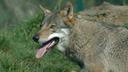 1ste wolf geschoten in Oostenrijk

In Oberösterreich (Opper-Oostenrijk), een deelstaat van Oostenrijk met als hoofdstad Linz, is in de nacht van dinsdag op woensdag de eerste wolf geschoten, en dit sinds de nieuwe verordening inzake wolvenbeheer op 1 juli van kracht werd. Opper-Oostenrijk, amper 900km verwijderd van België, grenst aan Duitsland en Tsjechië, wat er meteen voor zorgt dat “wolvenbeheer” geen ver-van-mijn-bedshow meer is.
Ging het om een probleemwolf?
De wolf – om precies te zijn een vrouwtjeswolf – was al drie keer weggejaagd omdat ze haar natuurlijke schuwheid verloren had en mensen te dicht benaderde. Daarom was er sprake van een probleemwolf die volgens de nieuwe regelgeving vanaf 30 oktober kon geschoten worden. Een DNA-analyse moet nog uitwijzen of de wolvin ook verantwoordelijk was voor eventuele aanvallen op vee uit de buurt.
“De veiligheid van de mensen en het voortbestaan van onze familieboerderijen worden in onze provincie gewaarborgd“, benadrukte Michaela Langer-Weninger, lid van de Provinciale Landbouwraad, woensdag tegenover het Oostenrijks persagentschap APA. Van de geschoten wolvin zullen DNA-stalen onderzocht worden, evenals haar maaginhoud, door de Universiteit voor Diergeneeskunde in Wenen.
Het is onwaarschijnlijk dat het om een gevestigde wolf gaat uit de buurt – waarvan reeds DNA-stalen zijn genomen – maar eerder om een jongere, zwervende wolvin, zo vernam het Oostenrijks persagentschap.
Om de lokale jagers te beschermen tegen vijandige reacties van anti-jagers, blijven de locatie en de identiteit van de schutter geheim. Jagers uit 20 verschillende jachtgebieden kregen toestemming om op de “probleemwolf” te jagen omdat hun jachtgebieden binnen de voorgeschreven perimeter van tien kilometer lag.
Wat is de visie van HVV?
De komst van de wolf is een feit en is een uitbreiding van de Vlaamse fauna, doch is Vlaanderen geen geschikt leefgebied voor wolven, mede door het vele verkeer, de versnippering en o.a. de verspreide bebouwing.
De wolf heeft als toppredator een mogelijke impact op het populatieniveau en/of op het gedrag van prooisoorten. Dit is voornamelijk het geval bij vestiging en veel minder bij occasioneel doortrekkende wolven. We willen vanuit Hubertus Vereniging Vlaanderen ook benadrukken dat het in Vlaanderen, mede door de hoge grofwildstand, erg onwaarschijnlijk is dat de wolf grofwildpopulaties dermate kan reguleren waardoor afschot overbodig zou worden. De everzwijnenproblematiek in Limburg, waar een wolvenroedel leeft, heeft dit genoegzaam aangetoond.
Indien toch blijkt dat de komst van wolven in Vlaanderen op termijn leidt tot grotere en meer mobiele rotten everzwijnen, en dus aanleiding geeft tot ernstige directe en indirecte schade, is ook hier een heroverweging noodzakelijk van de rol van de wolf in intensief gebruikte cultuurlandschappen. Toch verwachten we echter dat de wolven zelf zullen uitmaken of er in Vlaanderen geschikt leefgebied te vinden is.