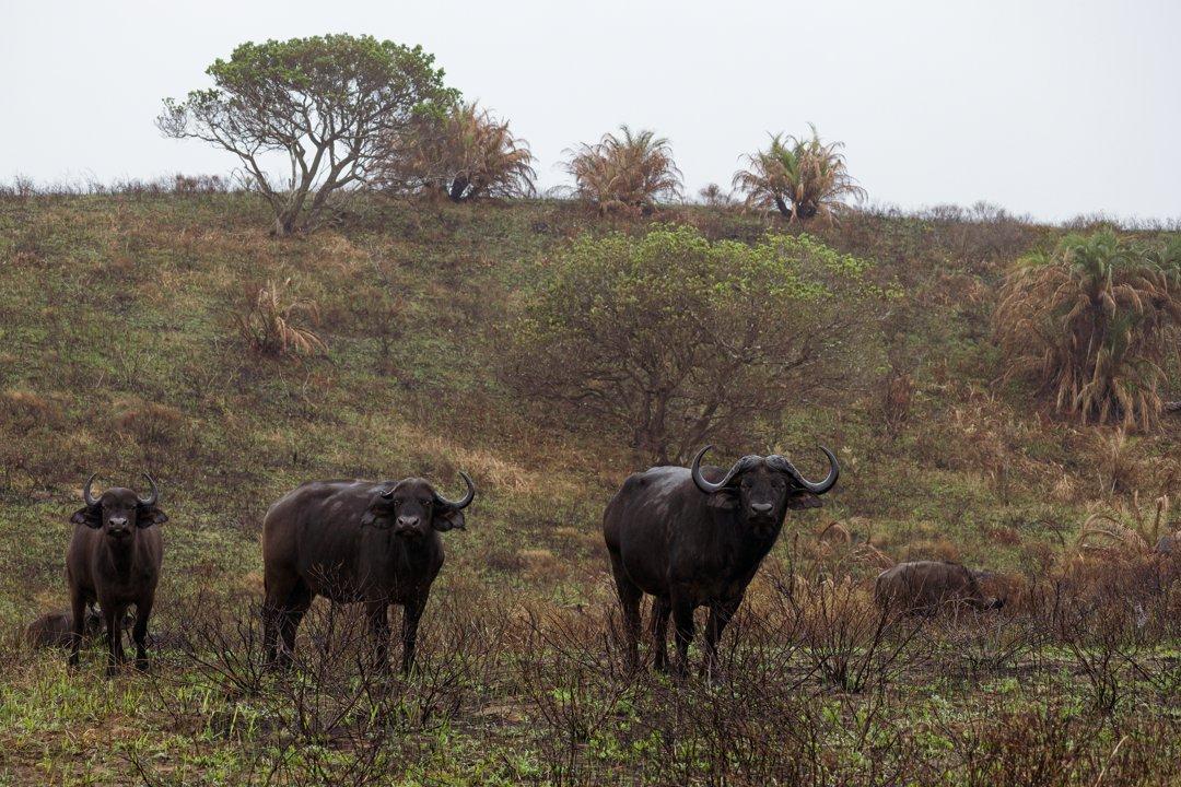 Hunting in Mono: A Comprehensive Guide for Hunters – Exploring Opportunities, Challenges, and Conservation Efforts (PART 2)