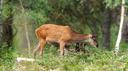 Bonjour.
Faon de biche et sanglier. 🦌🐗