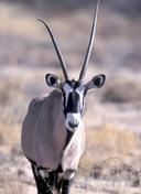 Oryx Hunting in Africa: A Comprehensive Guide for the Discerning Hunter

The Oryx.  A creature synonymous with the vast, arid landscapes of Africa.  Its striking markings, formidable horns, and challenging nature make it a prized trophy for hunters seeking a true test of skill and endurance. If you're planning an Oryx hunt, this guide provides the essential information to make your trip a success.

Understanding Your Quarry: Oryx Species & Habitat

Several Oryx species roam the African continent, each with its unique characteristics:

Gemsbok (Oryx gazella): The most common and widely hunted. Inhabits arid regions of Southern Africa (Namibia, Botswana, South Africa). Recognizable by its long, straight horns and black facial markings.

East African Oryx (Oryx beisa): Found in East Africa (Kenya, Tanzania, Ethiopia). Similar in appearance to the Gemsbok, but generally smaller with slightly less pronounced markings.

Scimitar-Horned Oryx (Oryx dammah):  Primarily found in North Africa (Chad, Niger). Has long, curved horns that sweep backward. Conservation efforts are focused on reintroducing them into their native habitat after near extinction.

note: Scimitar Horned Oryx can primarily only be hunted on private land and game ranches, or in controlled hunting areas, due to their conservational status.

Oryx thrive in arid and semi-arid environments, including deserts, grasslands, and scrublands. They are well-adapted to survive with minimal water, often obtaining moisture from the vegetation they consume. Their preferred habitats include areas with sparse vegetation and open terrain, offering good visibility.

Hunting Methods: Stalking, and Spot-and-Stalk

Oryx are alert and possess keen senses. A successful hunt demands careful planning and execution. The most common methods include:

Spot-and-Stalk: This is the most frequently employed technique. Use high-quality optics (binoculars and spotting scopes) to locate Oryx from vantage points. Once a suitable animal is identified, a careful stalk is initiated, using available cover to approach within shooting range. This requires patience, stealth, and knowledge of the terrain.

Blind Hunting (Less Common): In some areas, hunting from blinds near water sources or known feeding areas may be possible, although this is less typical for Oryx compared to other game species.

Prime Hunting Locations:

Namibia: Arguably the premier Oryx hunting destination. Abundant Gemsbok populations, vast hunting concessions, and well-established infrastructure make it a popular choice.

South Africa: Offers a mix of free-range and ranch hunting opportunities. Good infrastructure and a variety of hunting packages are available.

Tanzania and Kenya: East African Oryx can be hunted in specific concessions. These hunts often involve a broader safari experience, targeting multiple species.

The Hunting Season:

The hunting season in Southern Africa (Namibia, South Africa) typically runs from March/April to September/October. The specific dates can vary slightly depending on the region and local regulations. It's crucial to confirm the exact dates with your outfitter or the relevant wildlife authorities. In East Africa, hunting seasons may differ.

Firearms and Ammunition:

Caliber: A minimum of .270 caliber is recommended, but larger calibers such as .30-06, .300 Win Mag, or .338 Win Mag are preferred for their superior stopping power. Oryx are tough animals, and a well-placed shot with sufficient energy is essential for a clean kill.

Bullet Selection: Use high-quality, controlled-expansion bullets designed for large game. Options like Barnes TSX, Nosler Partition, or Swift A-Frame are excellent choices.

Shot Placement: The vital zone on an Oryx is relatively small. Aim for the heart/lung area, just behind the shoulder. A quartering-away shot can also be effective, aiming for the opposite shoulder.

Costs:

Oryx hunting costs vary depending on the location, duration of the hunt, and the outfitter you choose. Expect to pay:

Trophy Fees: 1500 - 4,000 for a Gemsbok, potentially more for exceptional specimens or hunts in exclusive areas. East African Oryx trophy fees can be comparable.

Daily Rates: 350 - 800+ per day, covering accommodation, meals, guiding, and transportation within the hunting area.

Package Deals: Many outfitters offer all-inclusive packages that bundle trophy fees, daily rates, and other expenses.

Additional Costs: Airfare, trophy preparation, taxidermy, shipping, and gratuities.

Trophy Care and Processing:

After a successful hunt:

Field Preparation: Your outfitter will typically handle the initial field dressing and skinning of the Oryx.

Trophy Preparation: The hide and horns will be prepared for export by a qualified taxidermist in Africa.

Export and Import: Permits will be required for exporting the trophy from Africa and importing it into your home country. Your outfitter or a dedicated trophy shipping company can assist with this process.

Taxidermy: Once the trophy arrives, you can have it mounted by a taxidermist of your choice. Common options include shoulder mounts, European mounts (skull and horns), and full-body mounts.

Important Considerations:

Physical Fitness: Oryx hunts often involve walking long distances in hot, challenging terrain.

Shooting Proficiency: Practice shooting from various positions (standing, kneeling, prone) and at different distances.

Outfitter Selection: Choose a reputable outfitter with experience in Oryx hunting and a proven track record of success. Read reviews and speak to previous clients.

Regulations: Be aware of all hunting regulations and permit requirements in the area you plan to hunt.

Conclusion:

Hunting Oryx in Africa is an unforgettable adventure that tests your skills and rewards you with a magnificent trophy. By carefully planning your hunt, selecting the right equipment, and working with a reputable outfitter, you can increase your chances of a successful and rewarding experience.