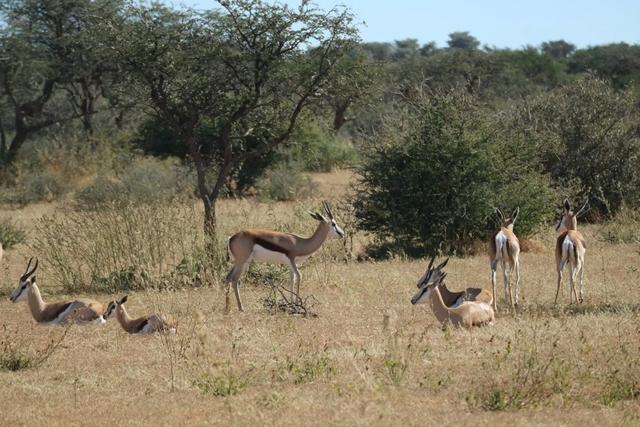 Springbok Population Control in the Northern Cape: Ethical Culling, Conservation <strong>Hunting</strong>, and the Realities of Land Management in South Africa