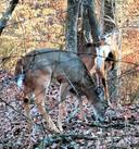Snapped this photo half a dozen years ago on our Cattail Valley farm and later used the big 8-pointer's image as the cover illustration for my 2020 book, "Bowhunting Gospel from the Book of M. R. James. 🦌