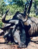 Driven Hunts in South Africa: A Hunter's Guide

South Africa's diverse landscapes and abundant wildlife make it a prime destination for hunters worldwide. While spot-and-stalk methods are popular, driven hunts offer a different kind of adrenaline rush, testing your reflexes and shooting skills.

What is a Driven Hunt?

In a driven hunt, beaters (often local trackers) move through a designated area, pushing animals toward a line of strategically positioned hunters. This creates fast-paced shooting opportunities as animals break cover.

Common Quarry

Impala: A staple of South African hunting, known for its agility and alertness.

Wildebeest: Both blue and black wildebeest are common targets, offering a challenging shot due to their size and speed.

Blesbok: A medium-sized antelope with a distinctive white blaze on its face.

Kudu: While often hunted via spot-and-stalk, kudu can also be taken in driven hunts, requiring quick target acquisition.

Bush Pig: A challenging quarry because of their nocturnal behavior.

Other: Depending on the region, you might also encounter warthog, eland, or even smaller game like duiker.

Season

The hunting season in South Africa typically runs from May to September, coinciding with the drier, cooler months. This period offers better visibility and more comfortable hunting conditions.

Tactics and Firearms

Positioning: Hunters are typically stationed in elevated blinds or on the ground along game trails.

Shooting: Quick target acquisition and accurate shot placement are crucial. Expect fast-moving targets at varying distances.

Firearms:

Rifles: Bolt-action rifles in calibers like .308 Winchester, .30-06 Springfield, or 7x64 are well-suited for most game.

Shotguns: Shotguns are best for the driven hunt. Use buckshot for close-range shots on smaller game.

Where to Hunt

Limpopo Province: Known for its diverse game populations and professional hunting outfitters.

Eastern Cape: Offers a mix of terrain and a variety of huntable species.

North West Province: A popular destination with a good infrastructure for hunting tourism.

Cost Considerations

Driven hunts are typically priced per day or per animal. Expect to pay:

Daily Rates: R1000-R5000 per hunter per day

Trophy Fees: Vary significantly depending on the species and size of the animal.

Trophy Handling

Your outfitter will typically handle the skinning, salting, and initial preparation of your trophies. You can then choose to have them mounted locally or shipped to your home country for mounting.

Important Considerations

Fitness: Be prepared for some walking, especially when moving between hunting locations.

Regulations: Ensure you are familiar with South African hunting regulations and have the necessary permits.

Outfitter Selection: Choose a reputable outfitter with experience in driven hunts.

Safety: Always follow your guide's instructions and prioritize safe gun handling practices.

Driven hunts in South Africa offer a thrilling and memorable hunting experience. With careful planning and the right preparation, you can increase your chances of success and create lasting memories.

https://m.uh.app/news/elephant-hunting-in-botswana-a-hunters-guide-botswana-known-for-its_ZveaUPRiEe-Oxo9gynE2Kg