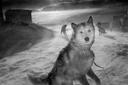 The Fading Ways of Indigenous Arctic Hunters
During springtime in the far, far north—when the sun breaches the horizon, after months of total darkness—indigenous Greenlandic hunters head out to frozen inlets and get lost in ice and time. By day, the hunters might move miles in one direction, while the ice under their feet floats gently in another. By night, detached floes drift about, shifting the landmarks as the hunters sleep. For many of the past thirty-five years, Ragnar Axelsson, an Icelandic photographer, has joined these expeditions, clutching his Leica against the Arctic winds. “In the vastness of Greenland there are places to be found where one gets the distinct impression of being alone in the world, places few people have ever reached,” Axelsson says. “The stillness is overwhelming. The emptiness seems boundless.”
