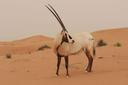 Arabian oryx
Description:
Male:Average weight: 90 kg
Average Horn length: 26-31”
Female:Average weight: 80 kg
Average Horn length: 26-33”
This is the largest of the Arabi
