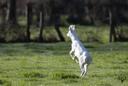 Bon lundi de Pâques a tous 
Notre chevreuil albinos a l'honneur ❤️
🐾   𝙍̳𝙚̳𝙨̳𝙥̳𝙚̳𝙘̳𝙩̳ ̳𝙛̳𝙤̳𝙧̳ ̳𝙬̳𝙞̳𝙡̳𝙙̳𝙡̳𝙞̳𝙛̳𝙚  🐾