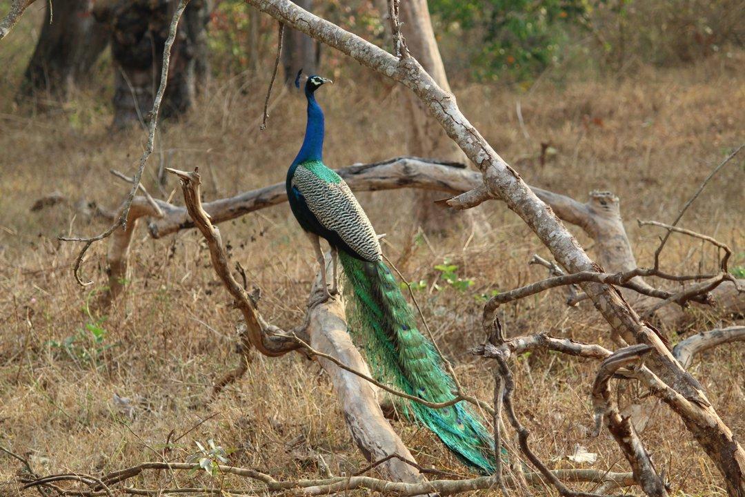 Explore Ziguinchor’s Hunting Secrets: Game, Laws, Clubs and Demographics, Risks, and Natural Beauty