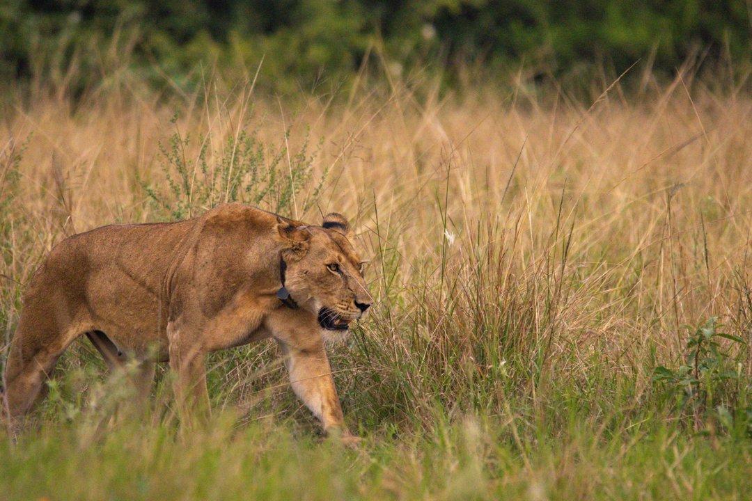 Hunting in Kibaale Region, Uganda: Associations and Clubs, Traditions and Interesting facts