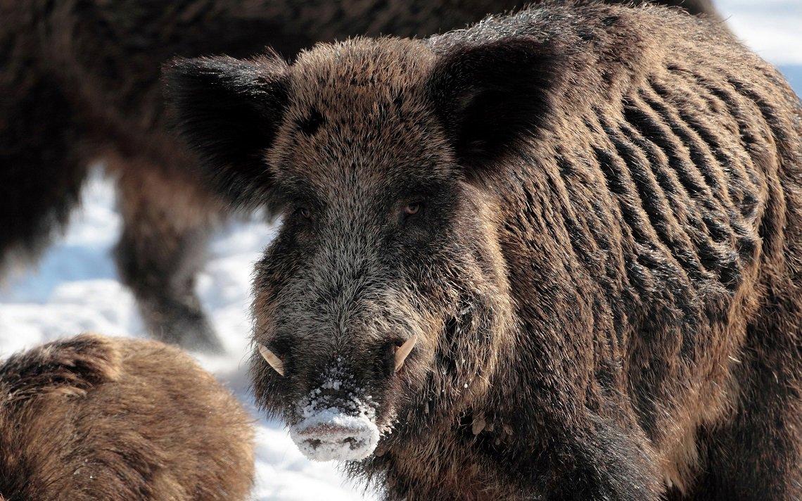 Jagd im Bezirk Maloja (Kanton Graubünden), Schweiz: Eigenschaften, Bevölkerung, Jagdtechniken, Wildtiere, Jagdperioden, Wildarten, Jagdsaisons, Verbände, Vorschriften und Traditionen