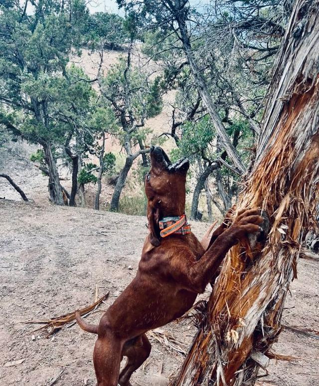 Redbone Coonhound Hunting Dog: Traits, Training & Field Mastery