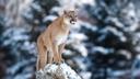 MTFWP removes mountain lions from Wild Horse Island State Park

Three adult mountain lions were recently removed from Wild Horse Island State Park in Montana. The decision came after the state and tribal officials deemed the animals a “public safety issue due to the high density and habituation,” according to KRTV News. 

Montana Fish, Wildlife and Parks (MTFWP) worked in collaboration with the Confederated Salish and Kootenai Tribes (CSKT) after receiving reports from both landowners and visitors. The island, which is 2,163 acres, is located on the south end of Flathead Lake. Both MTFWP and CKST worried that their presence would impact “one of the nation’s most important conservation herds of Rocky Mountain bighorn sheep.” 

Because of how the island is situated, bighorn sheep have no escape route from the mountain lions.

“Alongside prioritizing public safety, we felt it was important to protect one of the few disease-free bighorn sheep herds because of the role it plays in the greater conservation of the species across North America,” said Neil Anderson, MTFWP regional wildlife manager. “Due to the lack of escape terrain for bighorn sheep and the number of lions on the island, the bighorn population has been reduced to a number we haven’t seen in decades.”

The bighorn sheep herd on Wild Horse Island are considered disease free and healthy – numbering over 560 animals. The herd is used to establish new herds and help others recover with 26 bighorn sheep relocated from the island to the Tendoy Mountains in southwest Montana just last year. 

“Mountain lion and other cats, like the bobcat, hold significant cultural importance to Tribal members, and are not hunted within the Flathead Indian Reservation,” said Kari Eneas, CSKT wildlife manager. “Our mountain lion populations are healthy and, in this unique situation, we considered the habituated behavior and density of animals of all wildlife species on the island in our cooperative decision with FWP.”