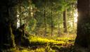 The forest is the place where everyone should go at least once in their life. From a real space with trees and animals, the forest easily turns into a metaphysical one, w
