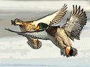 5 Ducks That Probably Really Ticked You Off This Season
Waterfowlers can commiserate over their encounters with these birds
Depending on where and how you hunt, you proba