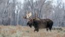 LA CHASSE DANS LA RÉGION DE COLOMBIE-BRITANNIQUE AU CANADA: ASSOCIATIONS DE CHASSEURS, DÉMOGRAPHIE ET SAISONS DE CHASSE À NE PAS MANQUER

La Colombie-Britannique, provinc