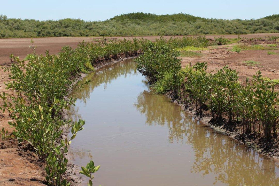 Caza en los Manglares de Nayarit y Tabasco: Ecosistemas Únicos, Tradiciones Culturales y Técnicas de Caza en el Corazón de México