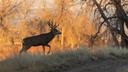 Montana FWP confirms CWD in HD 405

Chronic wasting disease (CWD) has spread to Montana’s hunting district 405. Last week, Montana Fish, Wildlife and Parks (FWP) confirmed the first case of the fatal disease in a mule deer buck since the agency began statewide testing over three years ago, according to the Great Falls Tribune.

“Out of the 100 deer sampled there over the past three hunting seasons, none tested positive for CWD,” said FWP. “FWP has conducted rotating surveillance for CWD throughout the state for several years, and HD 405 is within this year’s priority surveillance area.”

The disease is already prevalent within the state and across the West. In fact, FWP has held special CWD hunts as part of its active management strategy. 

“Hunters are our best tools to manage CWD,” said wildlife biologist Ryan Rauscher. “Sampling is completely voluntary, so when we ask, please do.” 

If you are hunting in Region 4 and would like to have your harvest sampled for CWD testing, here are the check stations to visit:

Belt: Located at pull-out at the intersection of Highwood Rd. and State Highway 331, nine miles north of Belt; open Saturday and Sunday, 10 a.m. to sunset.   
Chester: Located at Lions Park Rest Area; open Saturday and Sunday, 10 a.m. to dark.     
Fort Benton: Located at pull-out one mile west of Fort Benton at the intersection of State Highway 386 and US Highway 87; open Mondays, 9 a.m. to 2 p.m.; Fridays, 1 p.m. to sunset.     
Grass Range: Located at pull-out 1/2 mile west of the intersection of US-87/ HWY 200 and HWY 19; open Saturdays and Sundays, 10 a.m. to sunset; Mondays, 9 a.m. to 1 p.m.; Fridays, noon to sunset (closed Nov. 11).  
Shelby: Located at I-15 Southbound Weigh Station, three miles north of Shelby; open Saturday to Monday, 10 a.m. to one hour past dark. 
Great Falls: Located at FWP Region 4 Office 4600 Giant Springs Road, Great Falls; open Monday to Friday, 8 a.m. to 5 p.m.
The Centers for Disease Control and Prevention recommends not consuming CWD-infected meat.