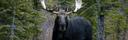 Hunting in Natural Areas
The majority of natural areas are small to medium sized properties. Users of these sites include hikers, bird watchers, equestrian users, natural