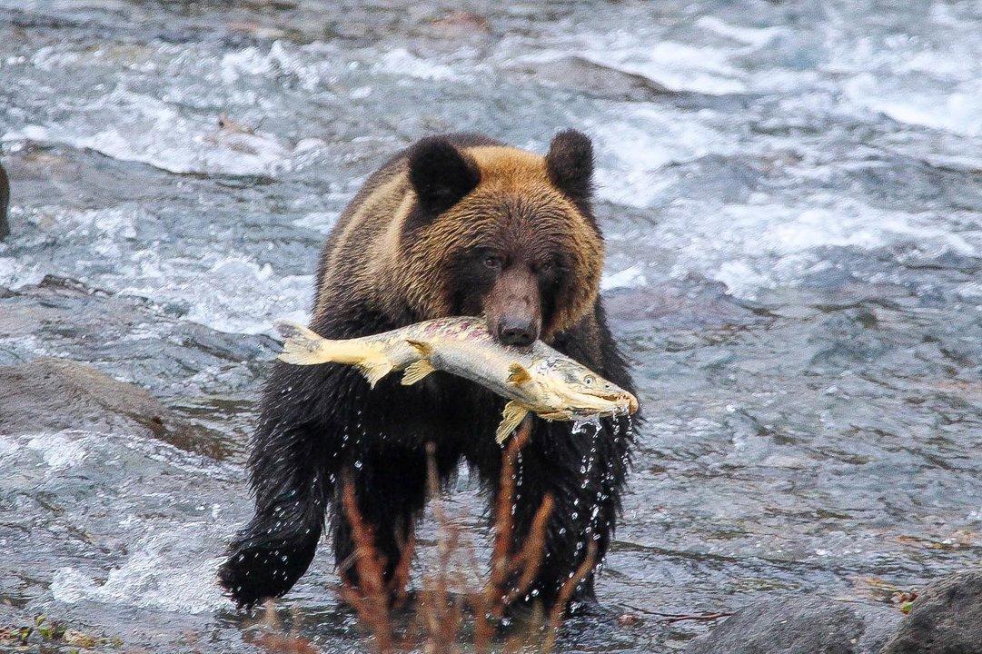 クマ狩りの特徴
