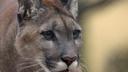Cougar killed in Buffalo County, DNR says
MADISON, Wis. (WMTV) - A cougar was killed in western Wisconsin Saturday, and the hunter involved claims it was in self-defense.

The Wisconsin Department of Natural Resources says an archery deer hunter found the cougar while hunting, and felt like they were in danger.

The hunter then shot the cougar and self-reported the incident to the DNR.

Cougars are a protected species in Wisconsin, so the DNR conducted an investigation. The agency says no charges will be filed against the hunter.

The DNR is not certain if there is a cougar population in Wisconsin and says they may be migrating from the west.

The DNR receives 15-20 verified reports of cougar sightings every year.