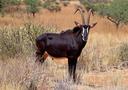 Hunting in Moxico, Angola: Wildlife, Hunting Methods,  Landscape, Cultural Insights, Traditions and Associations 

The vast and untamed wilderness of Moxico, Angola, offe