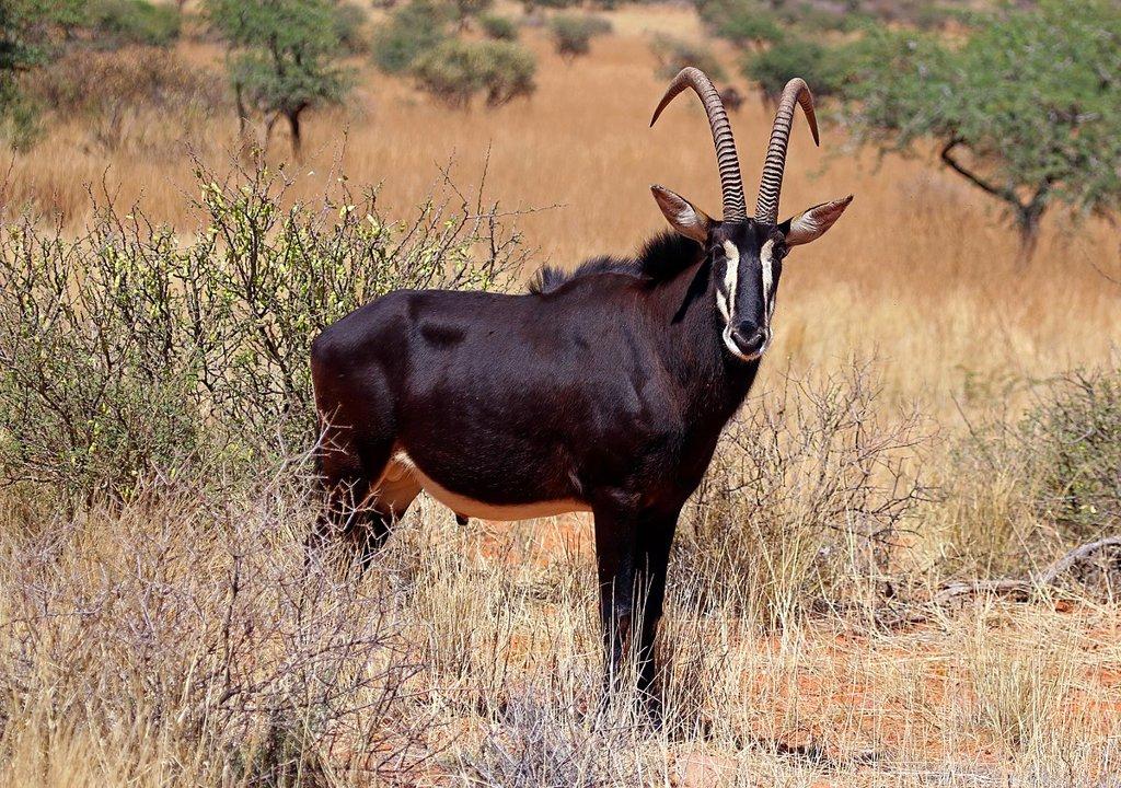 Hunting in Moxico, Angola: Wildlife, Hunting Methods,  Landscape, Cultural Insights, Traditions and Associations 