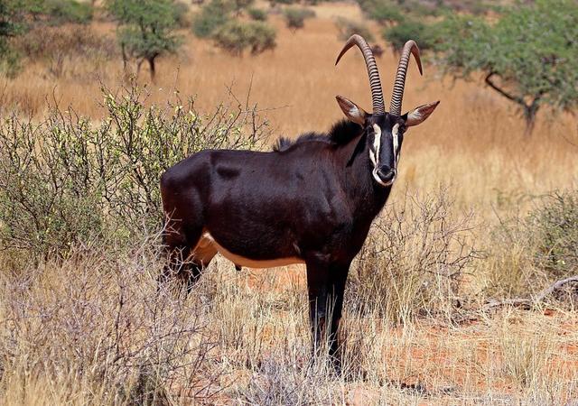 Hunting in Moxico, Angola: Wildlife, Hunting Methods,  Landscape, Cultural Insights, Traditions and Associations 