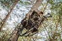 Whitetails are the most abundant big-game animal in North America
