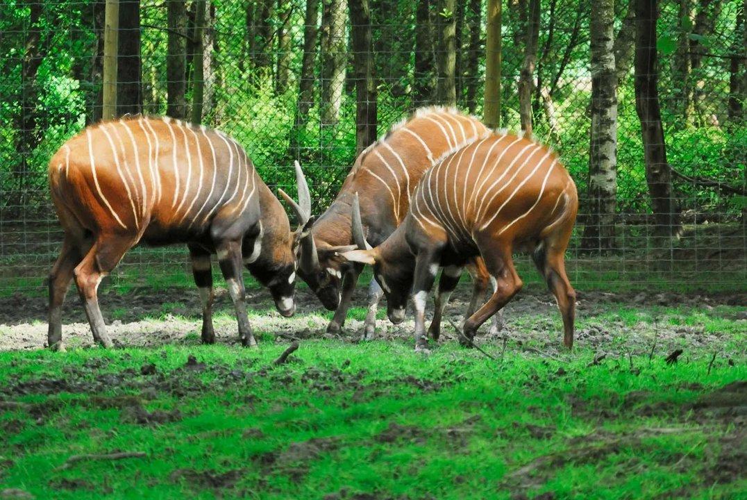 Hunting in Haut-Mbomou: Exploring Demographics, Navigating Types of Game, and Discovering Local Traditions