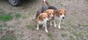 mes 3 beagles créancés chevreuil
