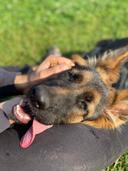 🐕 Немецкие овчарки настолько умны и универсальны, что могут запомнить более 100 команд. Благодаря этой способности их часто используют в полиции и службах спасения для поиска людей, обнаружения взрывчатки и помощи в сложных ситуациях!