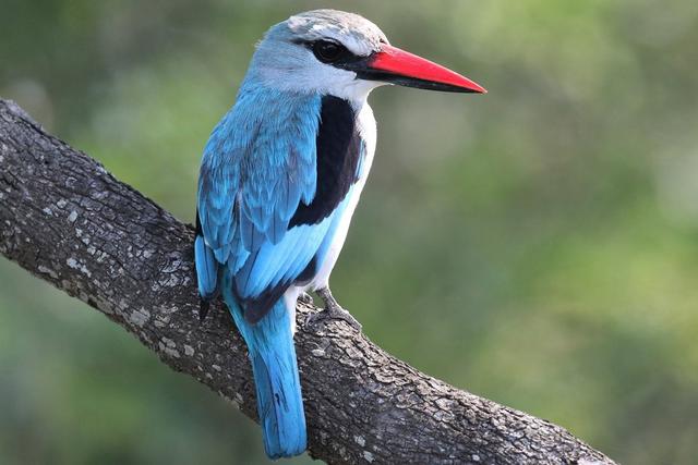 <strong>Hunting</strong> in Lira, Uganda: Geography and Natural Features, <strong>Hunting</strong> Demographics, Lango Plains Oribi and Seasonal Bird <strong>Hunting</strong> in Lake Kyoga Wetlands