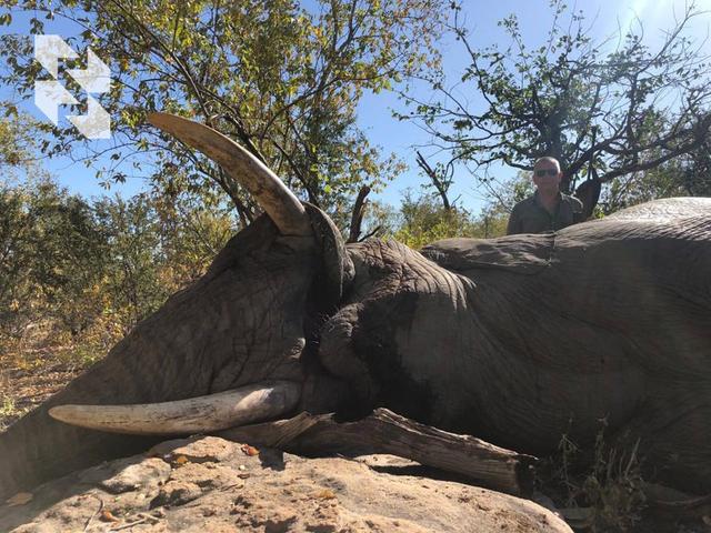 Good news for elephant hunting enthusiasts 🐘