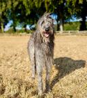 Scottish Deerhound Hunting Dog: Traits, Training, and Global Use in the Field

The Scottish Deerhound is a legendary hunting breed revered for its grace, endurance, and noble demeanor. Originally bred in the rugged Highlands of Scotland, this sighthound was designed to pursue and bring down large game—most notably the red deer. Today, while its role has evolved, the Deerhound remains a capable and respected hunting companion in various parts of the world.

🦌 What Game Can the Scottish Deerhound Hunt?

Historically, the Scottish Deerhound was bred to course red deer, a task requiring immense speed, stamina, and precision. Its long legs and deep chest allow for powerful strides and sustained chases over uneven terrain. While modern hunting practices have shifted, Deerhounds still retain their instinctual drive and physical capability to pursue:

• Red deer and fallow deer (traditional quarry in Scotland and parts of Europe)
• Coyotes and wolves (used in North America historically)
• Wild boar and kangaroo (in Australia, often in crossbreeds like the Kangaroo Dog)
• Hares and foxes (in controlled coursing environments)
• Emu (historically in Australia, though rare today)

Their prey drive is strong, but unlike terriers or scent hounds, Deerhounds rely on sight and speed, making them ideal for open terrain and visual tracking.

🌍 Where Are Scottish Deerhounds Used for Hunting?

Though no longer widespread in traditional deer-stalking, Scottish Deerhounds are still used in hunting and coursing in select regions:

• Scotland and the UK: Used in ceremonial hunts and controlled coursing trials. Some estates still maintain Deerhounds for tradition and sport.
• United States and Canada: Occasionally used for coyote and deer hunting, especially in rural areas. Teddy Roosevelt once praised their use in wolf hunting.
• Australia: Deerhounds and their mixes are employed in hunting wild boar and kangaroo. Their endurance and rugged build suit the harsh terrain.
• Argentina and South Africa: In some hunting camps, Deerhounds are used for tracking and flushing game, though less commonly than other breeds.

While not as prevalent as retrievers or scent hounds, the Deerhound’s niche lies in coursing large game over distance, especially in open landscapes.

🐾 Breed Characteristics and Care

The Scottish Deerhound is often described as a gentle giant. Despite its hunting prowess, it is calm, affectionate, and dignified at home.

Key traits:

• Height: 28–32 inches
• Weight: 75–110 pounds
• Coat: Wiry, weather-resistant, typically grey or brindle
• Temperament: Quiet, loyal, non-aggressive

Care essentials:

• Exercise: Needs daily runs or long walks. A fenced area is ideal for off-leash sprints.
• Grooming: Weekly brushing to manage shedding and prevent matting. Occasional baths.
• Health: Prone to bloat, osteosarcoma, and cardiomyopathy. Regular vet checks are vital.
• Diet: High-protein, balanced meals. Avoid overfeeding to prevent joint stress.

Though robust, Deerhounds are sensitive to extreme heat and require shade and hydration during summer hunts.

🎯 How to Train a Scottish Deerhound for Hunting

Training a Deerhound requires patience and understanding of its independent nature. Unlike retrievers, they don’t work for praise alone—they need purpose.

Steps to initiate hunting training:

1. Early socialization: Introduce to various environments, sounds, and animals.
2. Recall training: Crucial due to their chase instinct. Use long leads and reward-based methods.
3. Sight stimulation: Use moving lures or drag lines to trigger prey drive.
4. Controlled exposure: Gradually introduce live game in safe, legal settings.
5. Pairing with experienced dogs: Deerhounds learn well by observing seasoned hunters.

Avoid harsh corrections—this breed responds best to positive reinforcement and consistency.

🏃‍♂️ Conditioning and Field Exercises

To prepare a Scottish Deerhound for hunting, focus on building endurance, agility, and mental focus.

Recommended exercises:

• Lure coursing: Simulates real hunting with artificial prey. Builds speed and reaction.
• Hill runs and long-distance jogging: Strengthens muscles and cardiovascular health.
• Scent trails with visual cues: While not scent-driven, combining both enhances tracking.
• Obstacle navigation: Improves coordination and confidence in rough terrain.
• Pack walks: Reinforces social behavior and teamwork.

Training should begin at 6–8 months, with full hunting readiness around 18–24 months. Avoid overexertion in puppies to protect joints.

🏞️ Unique Hunting Features in the Field

The Scottish Deerhound’s hunting style is distinct:

• Silent pursuit: Unlike baying hounds, Deerhounds chase silently, relying on stealth and speed.
• Solo or pair work: Traditionally released in pairs to course deer, they can also hunt alone.
• Visual tracking: Their keen eyesight allows them to spot and follow game over long distances.
• Quick dispatch: Once caught, Deerhounds are capable of subduing large prey swiftly.

Their calm demeanor post-hunt makes them easy to manage, and they rarely show aggression toward humans or other dogs.

🐕 Breed Origins & History

• The Scottish Deerhound dates back to at least the 16th century, though some sources suggest its ancestors existed as early as the 3rd century.
• It was originally bred to hunt red deer in the Scottish Highlands, often coursing 400-pound stags with speed and endurance.
• Ownership was once restricted to nobility—only earls and above could legall

Final Thoughts

The Scottish Deerhound is a breed steeped in hunting tradition, combining elegance with raw power. While modern hunting has shifted toward firearms and scent hounds, the Deerhound remains a symbol of noble pursuit—ideal for hunters who value heritage, grace, and a deep bond with their canine companion.

Whether coursing deer in the Highlands or running boar in the Outback, the Scottish Deerhound proves that true hunting spirit never fades.