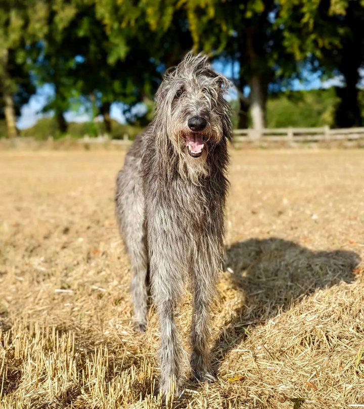Scottish Deerhound Hunting Dog: Traits, Training, and Global Use in the Field