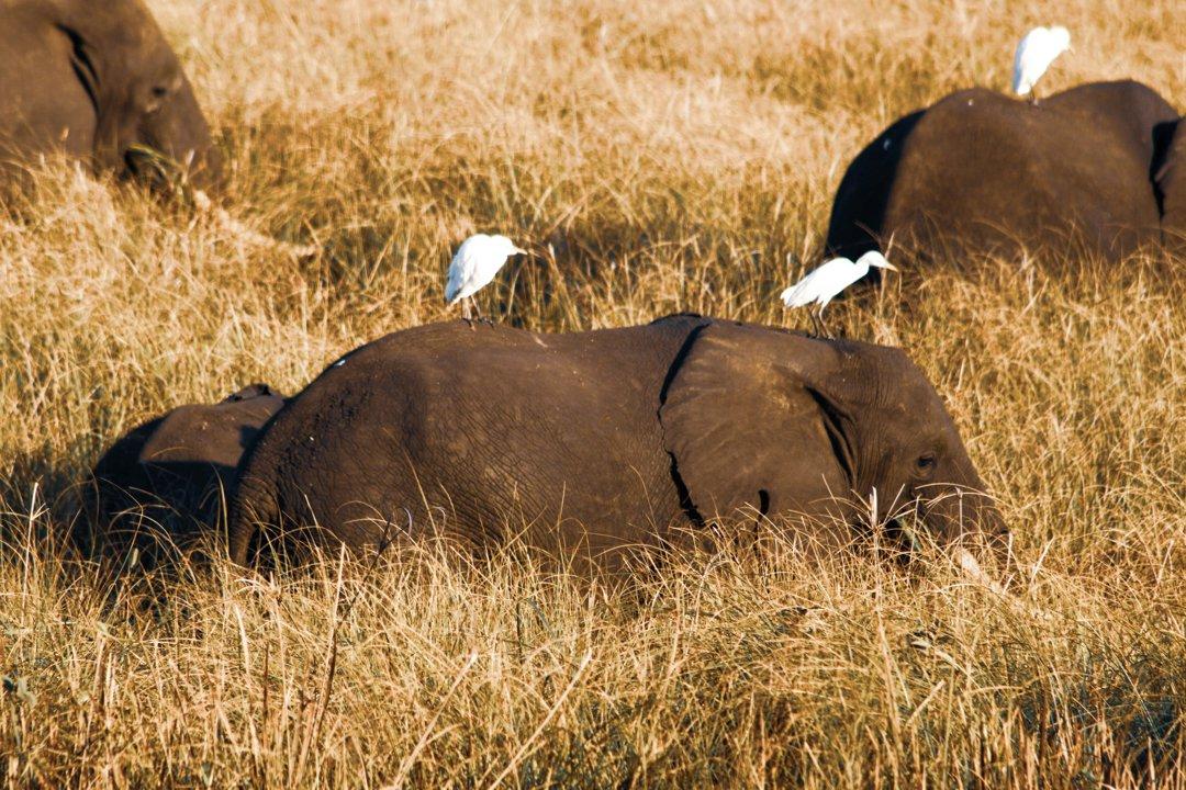 Hunting in NIASSA RESERVE: Exploring the Geography, Techniques, Regulations, and Cultural Heritage of One of Africa's Most Pristine and Challenging Wilderness Areas for Hunters