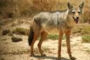 Die gewone jakkals, Of Asiatiese jakkals, of chekalka (latyn Canis aureus, letterlik — "goue hond") is'n soogdier uit die hondefamilie. Die suksesvolle verspreiding van die jakkals word vergemaklik deur die hoë migrerende aktiwiteit van die dier, sowel as die vermoë om antropogene landskappe te gebruik. Teen die begin van die XXI eeu het die gebied van jakkalse in Europa ver noordwaarts beweeg en die tsjeggiese Republiek, Slowakye, Roemenië, Die Odessa-streek van Die Oekraïne bereik en die Rostov-en Astrakhan-streke van Rusland beslaan. In die 2010's het jakkalse die grondgebied Van Wit-Rusland bemeester en is in 2017 amptelik in die lys van soogdiere van Wit-Rusland ingesluit.