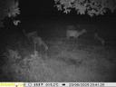 Regular photo report from our traps in the hunting grounds📸🦌

This time the wolves showed themselves🔥

But there were many exits, judging by the photos😎

✅Consultatio